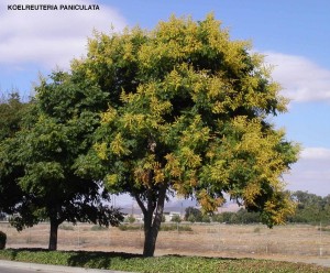 Koelreuteria paniculata